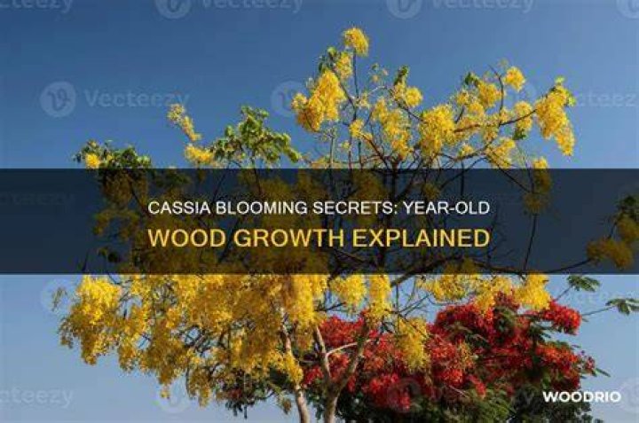 An old photo of Cassia