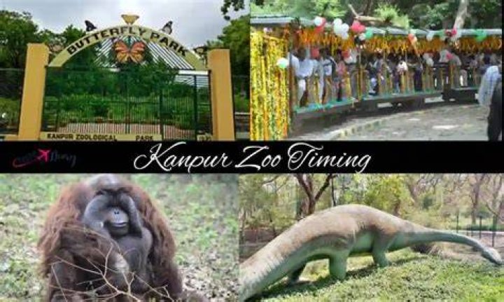 Ape At Kanpur Zoo