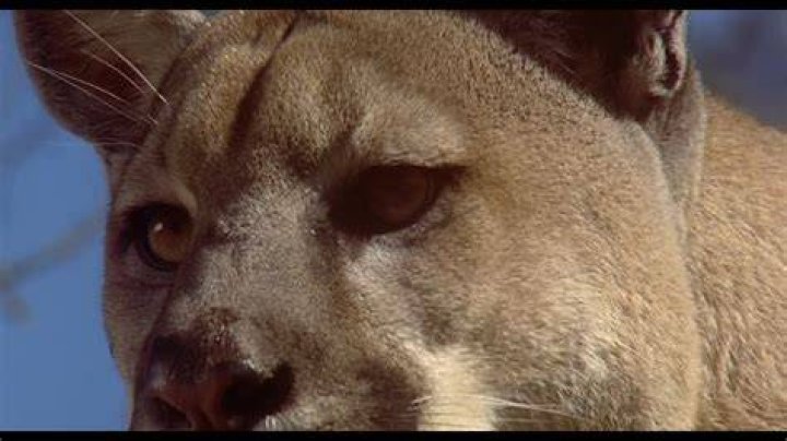 Are the animals from Homeward Bound still alive?