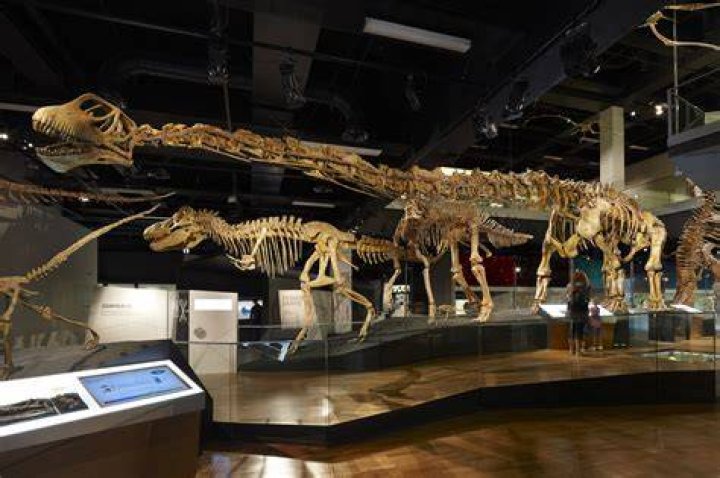 Big Dinosaur Bones