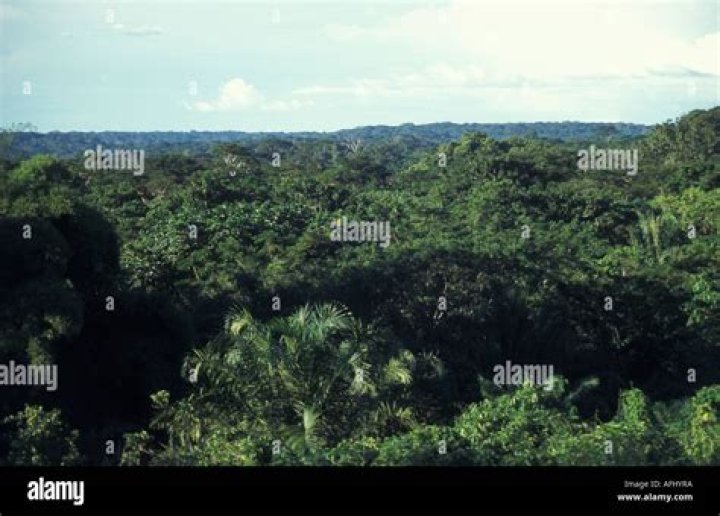 Bili Congo Forest