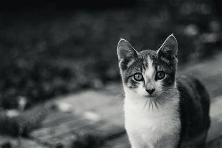 Black And White