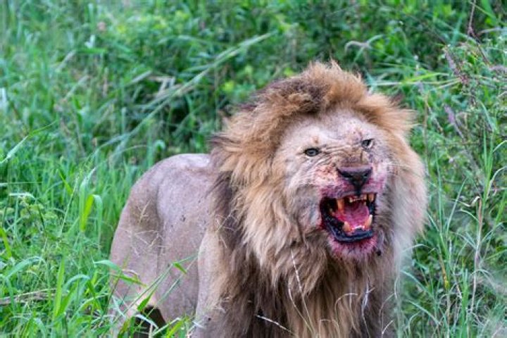 Bloody Lion