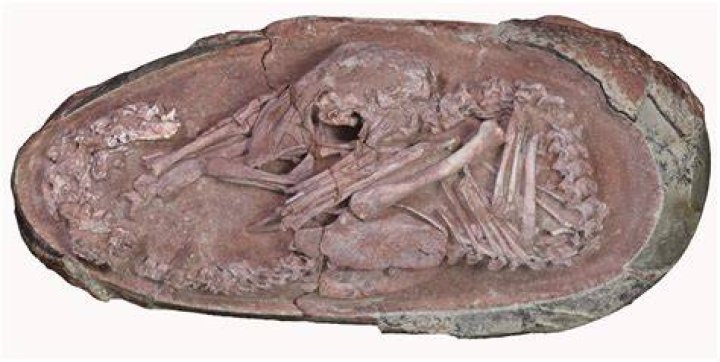 Bones Of Baby Dinosaur Fossil
