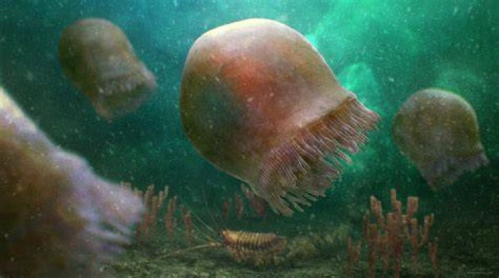 Burgessomedusa Phasmiformis