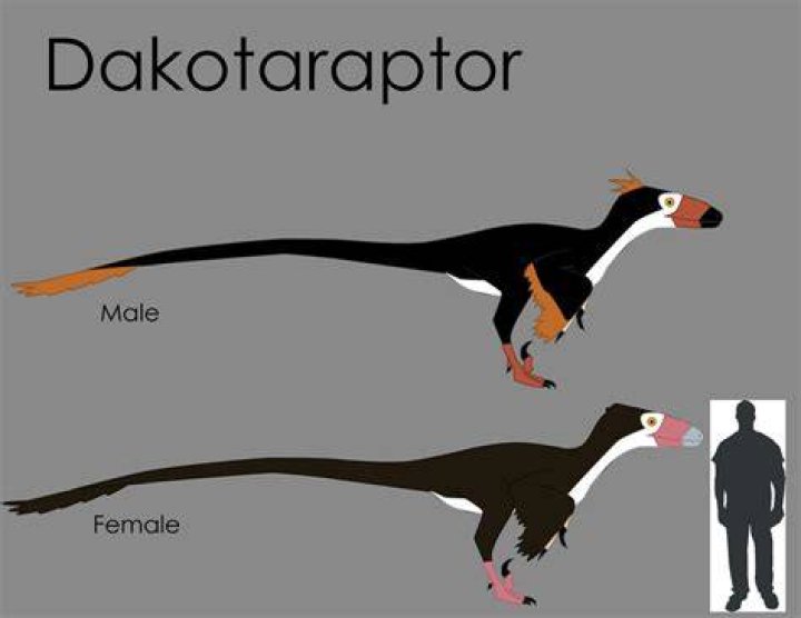 Dakotaraptor Size Comparison