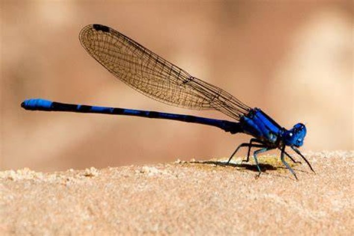 Damselfly Macro Images