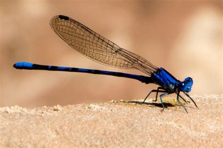damselfly macro photos blue