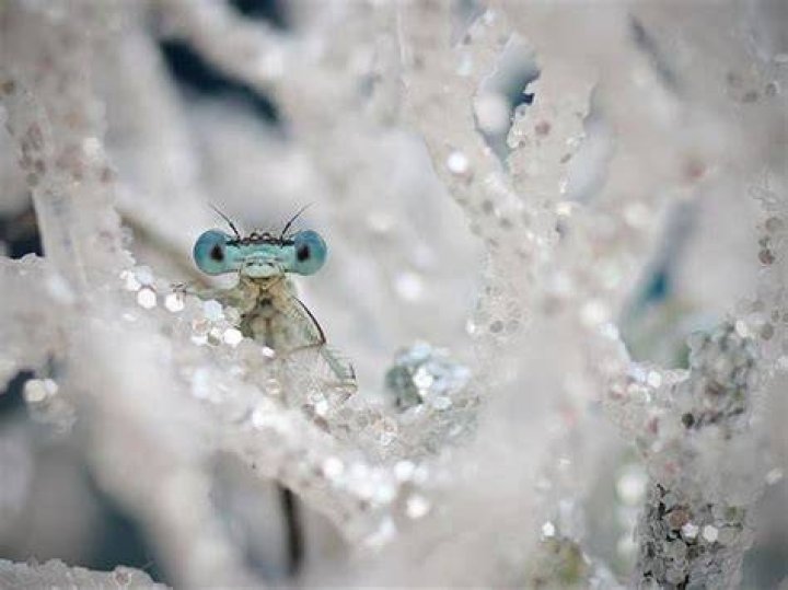 damselfly macro photos crystalline