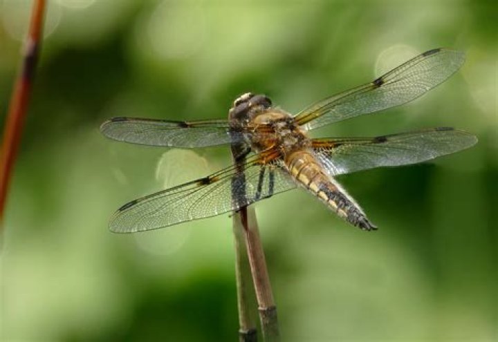damselfly macro photos four