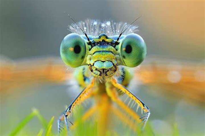 damselfly macro photos peeking