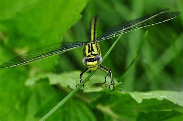 damselfly macro photos yellow