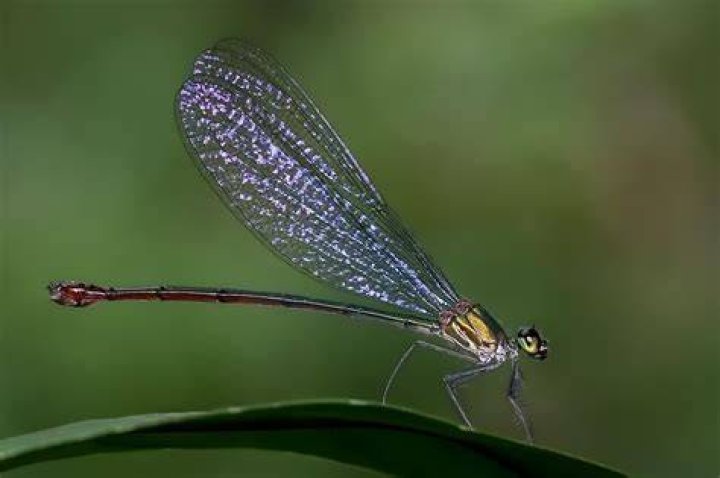 Damselfly Photo