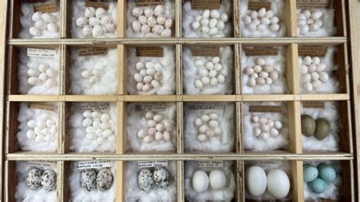 Daniel Lingham Egg Collection