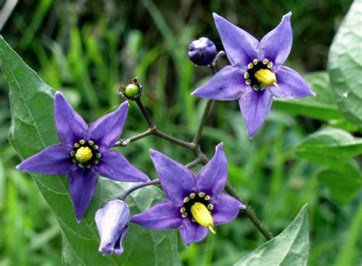 Deadly Nightshade Flower
