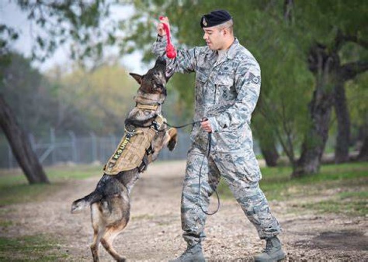Dog Military Training School