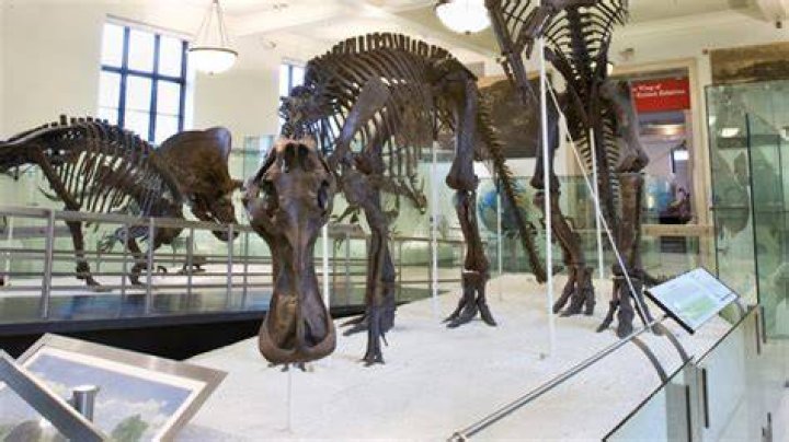 Duck Billed Dinosaur Fossil