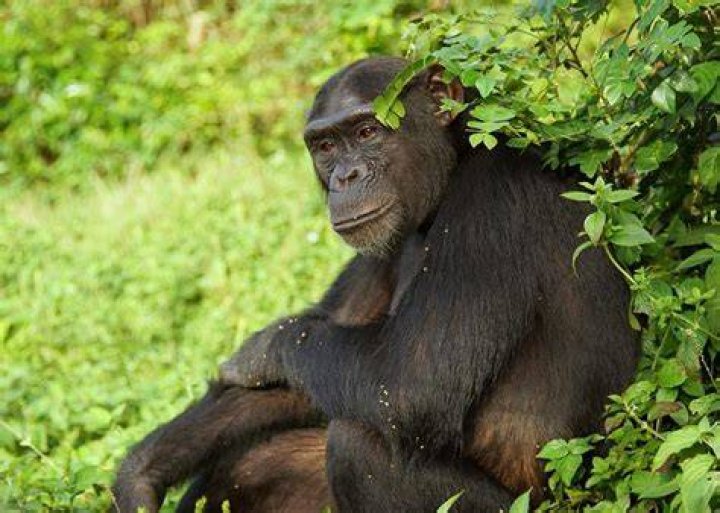 Eastern Chimpanzees