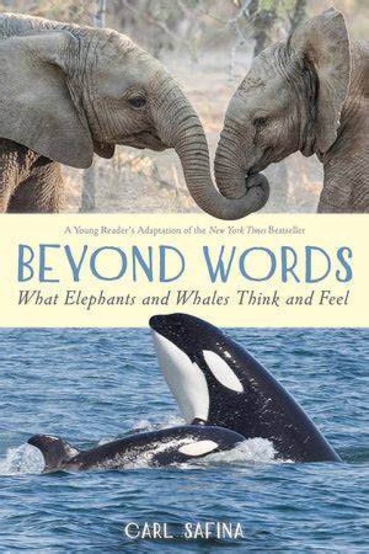Elephants Whales
