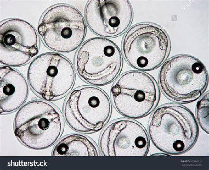 Fish Eggs Under Microscope