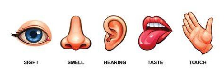 Five Senses