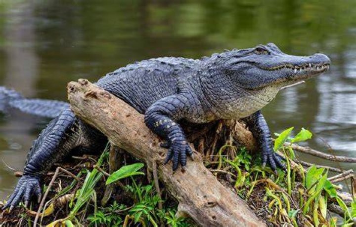 Florida Alligator
