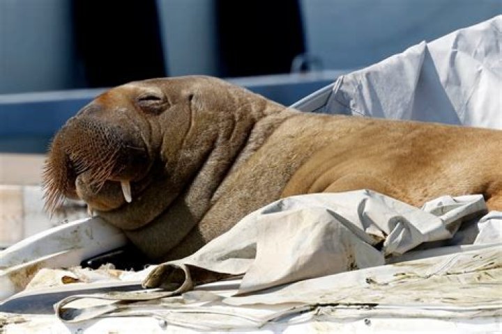 Freya The Walrus Climbing Into A Boat