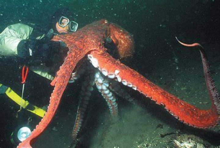 Giant Octopus