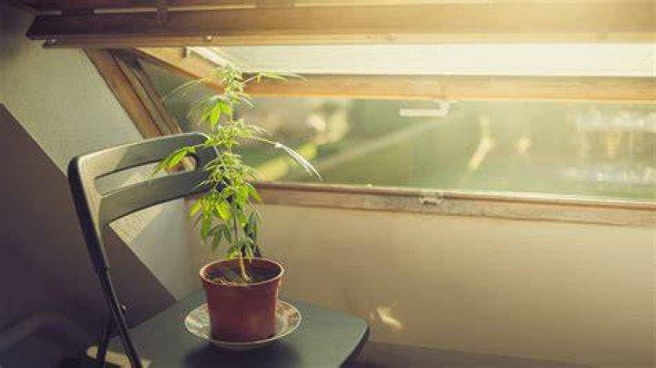 Growing Marijuana