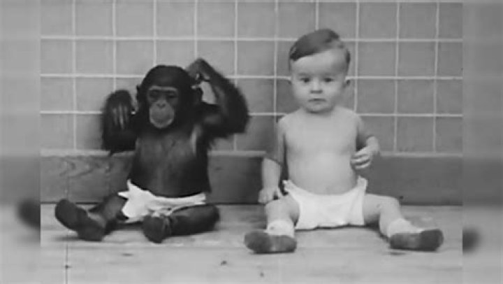 Gua Experiment Donald