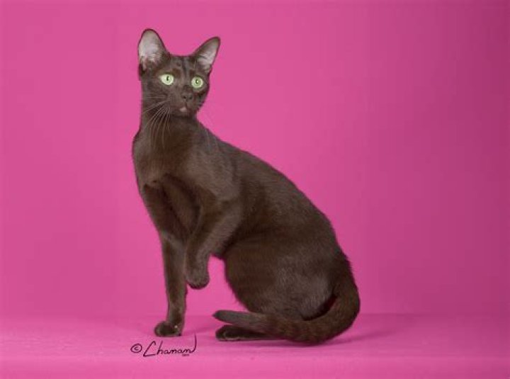 Havana Brown