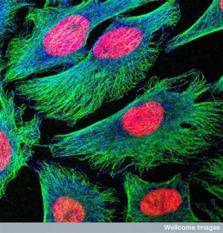 Hela Cells