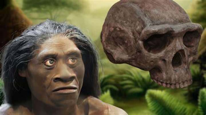 Homo Floresiensis Skull