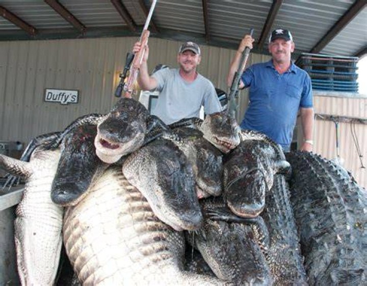 How does Troy Landry get so many alligator tags?