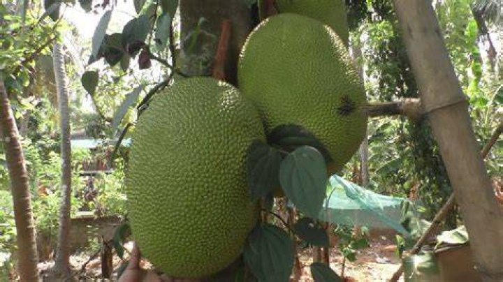 How to preserve ripe jackfruit