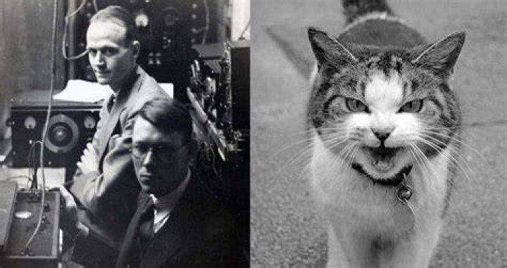 How To Scientists Turned A Live Cat Into A Phone