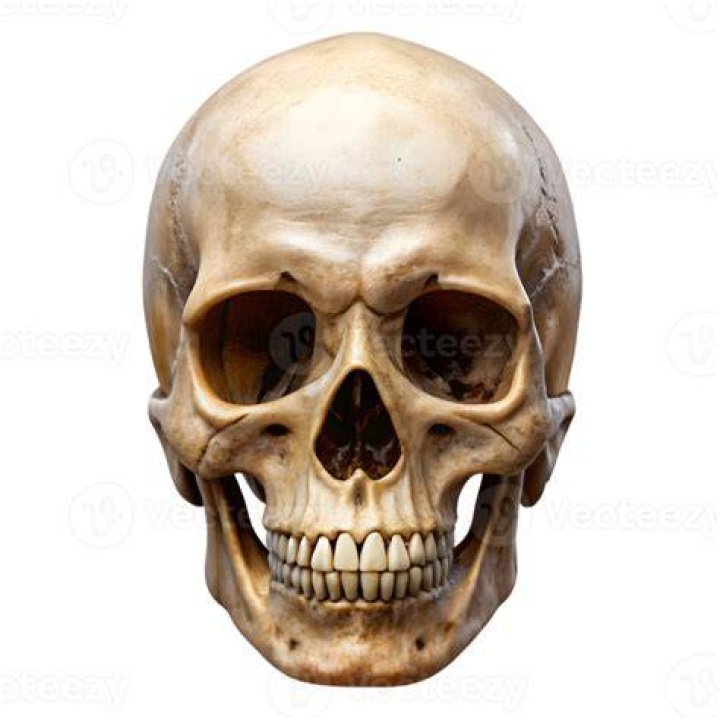 Human Skulls