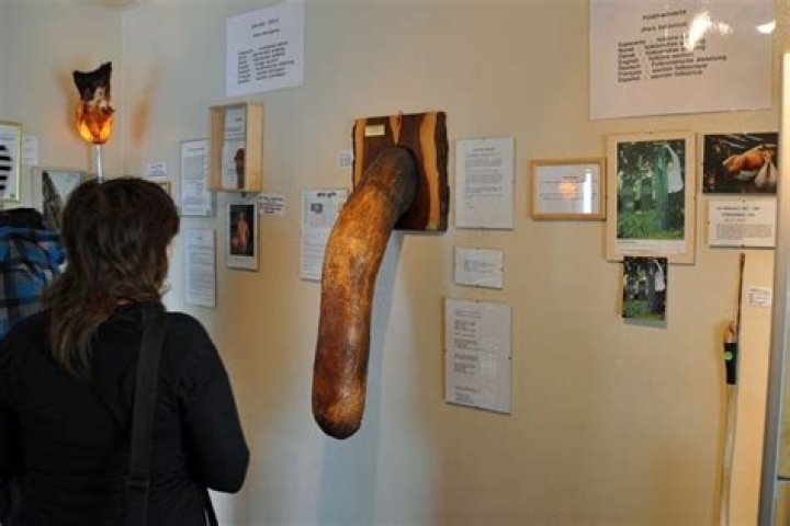 Icelandic Phallogical Museum