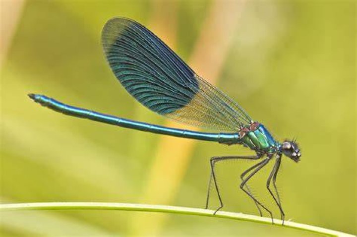 Images Of Damselflies