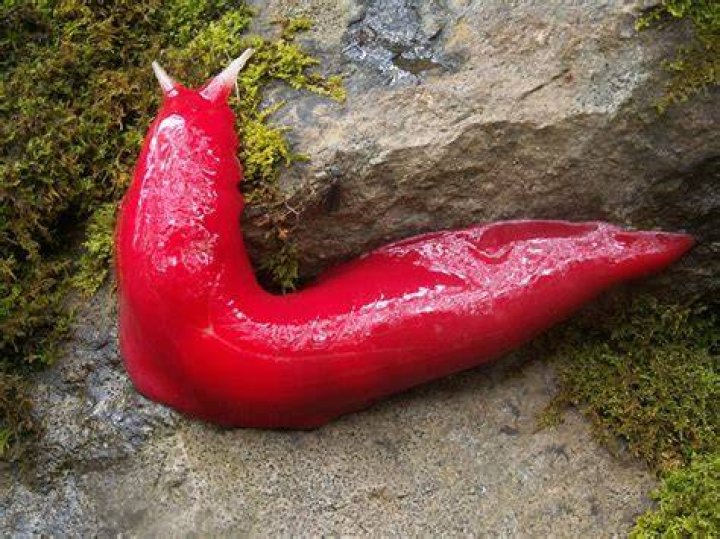 Incredibly Colorful Animals Pink Slug