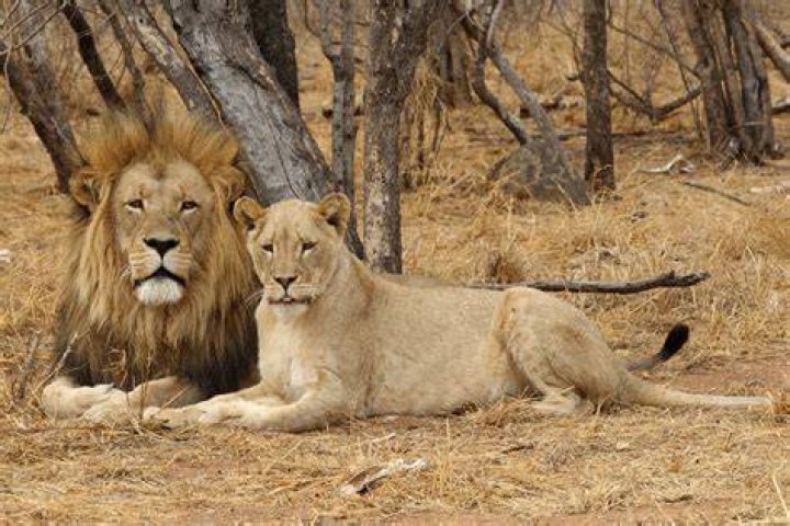 Lions At Kruger Park