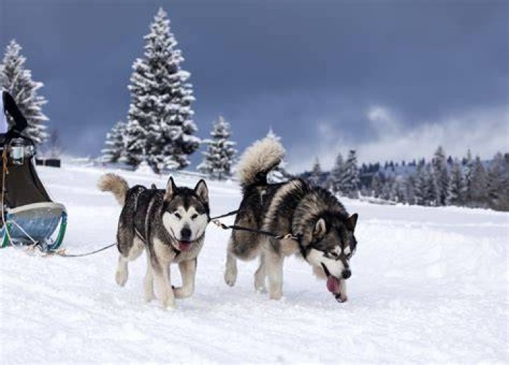 ¿Los perros de trineo se enfrían? – Celebrity.fm