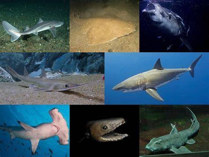 ¿Los tiburones son ciegos? – Celebrity.fm