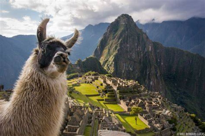 Machu Picchu Llama