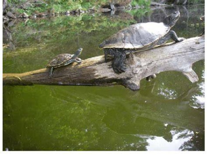 Male And Female Northern Map Turtles