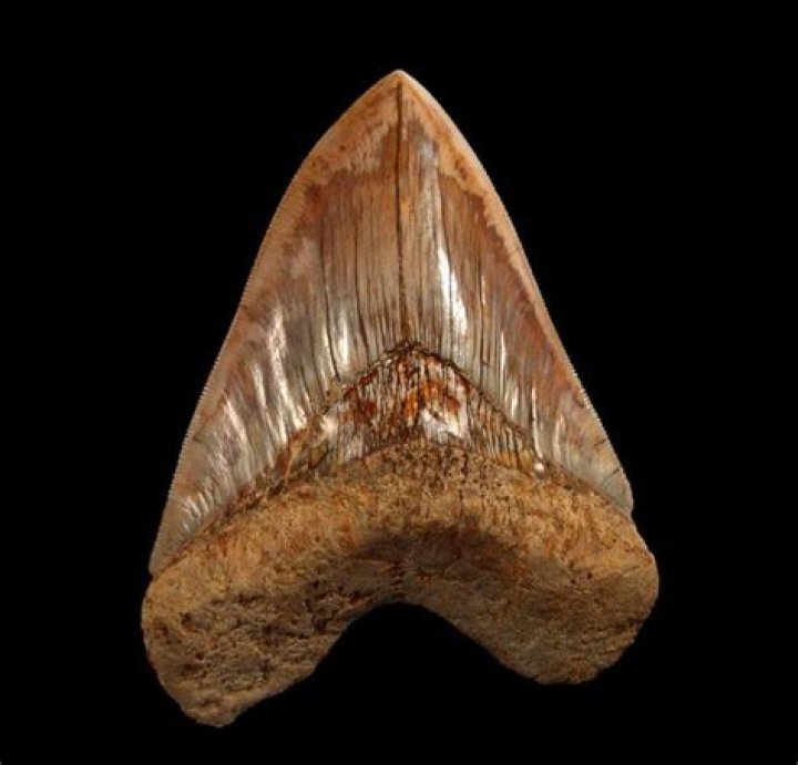 Miocene Age Gompthere Teeth