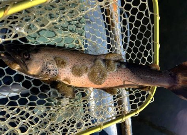 Montana Zombie Fish Fungus