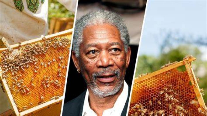 Morgan Freeman Bee Sanctuary