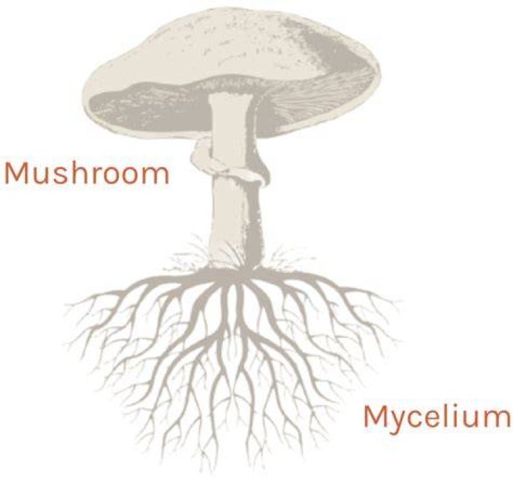 Mycelium