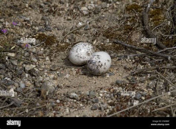 Nightjar Eggs